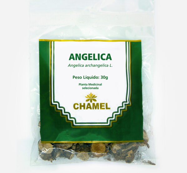angelica archangelica planta medicinal selecionada