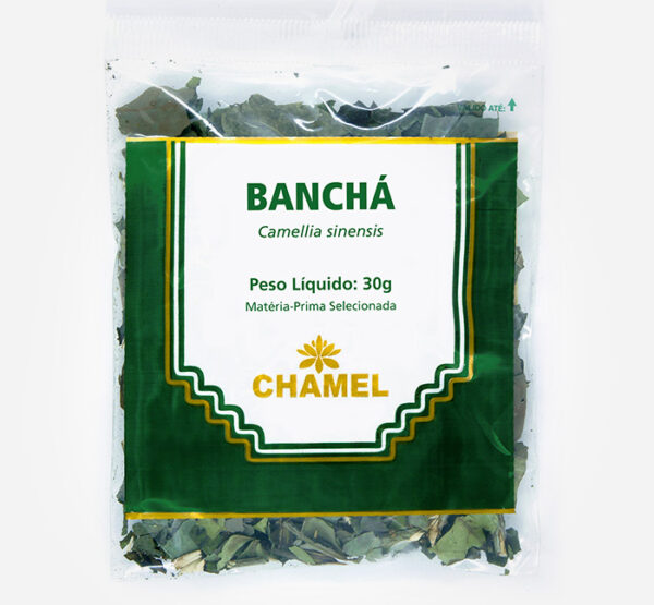 bancha cha camellia sinensis materia prima selecionada