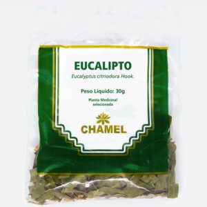 eucalipto eucalyptus citriodora planta medicinal selecionada