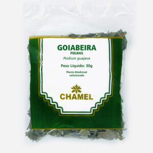 goiabeira folhas psidium guajava planta medicinal chamel
