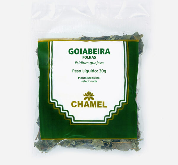 goiabeira folhas psidium guajava planta medicinal chamel